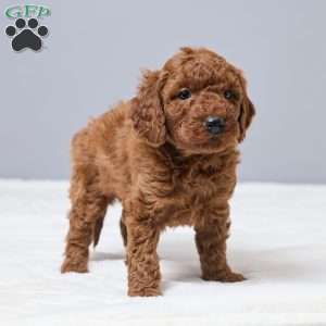 Cameo, Miniature Poodle Puppy